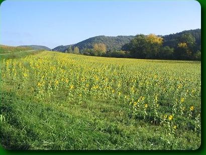 près de Manses